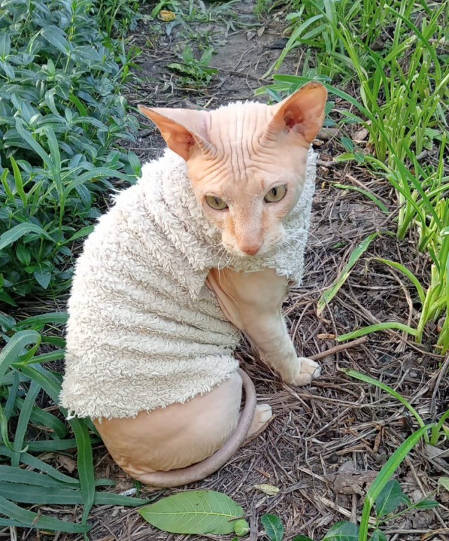 Котовторник