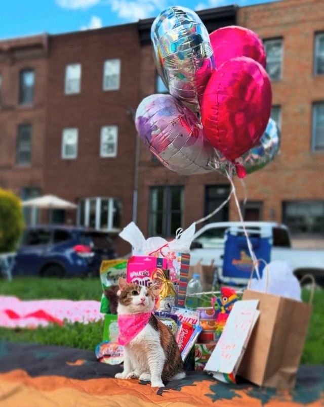 Кошкин День рождения