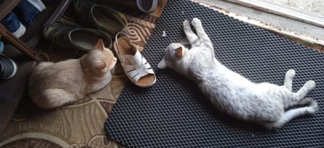 Спящих котеек тред
