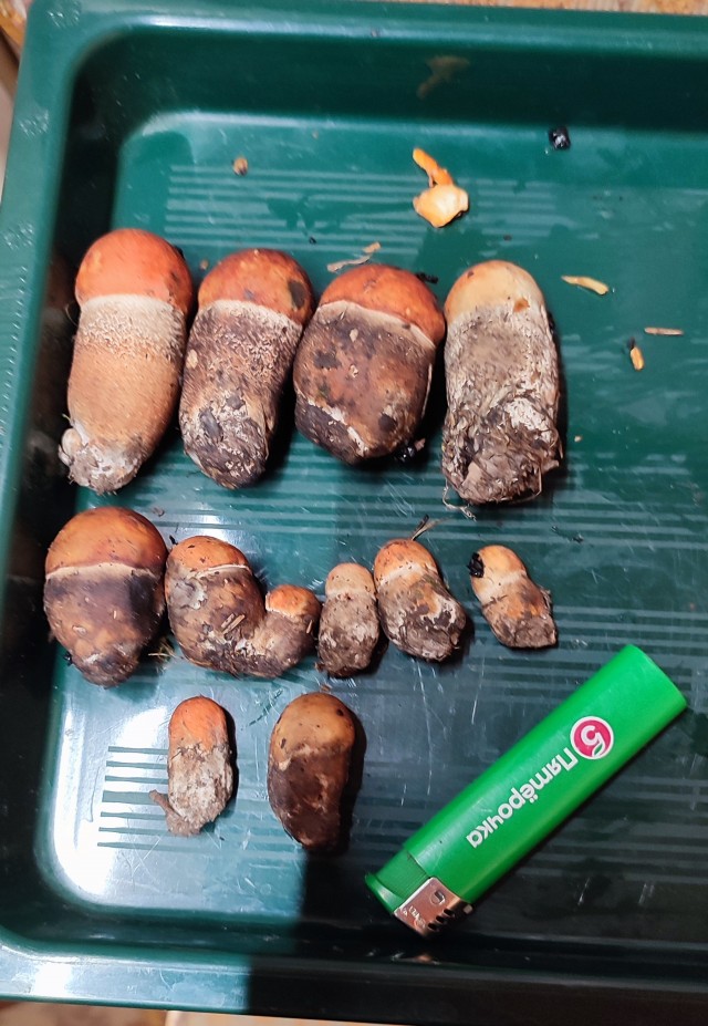 Съездил в лес за грибами.