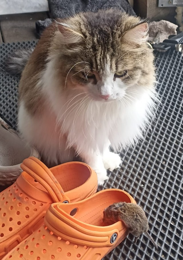 Котовторник