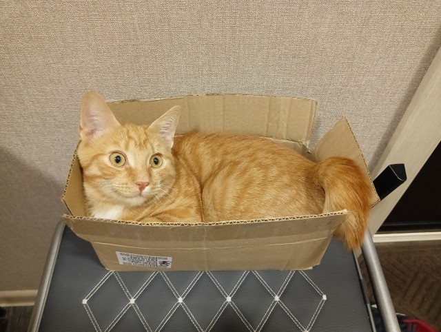 Котовторник. Где коты? Мой вот!