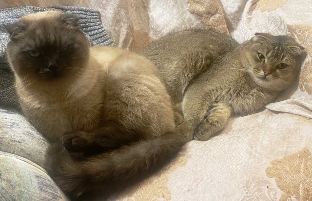 Котовторник. Где коты? Мой вот!