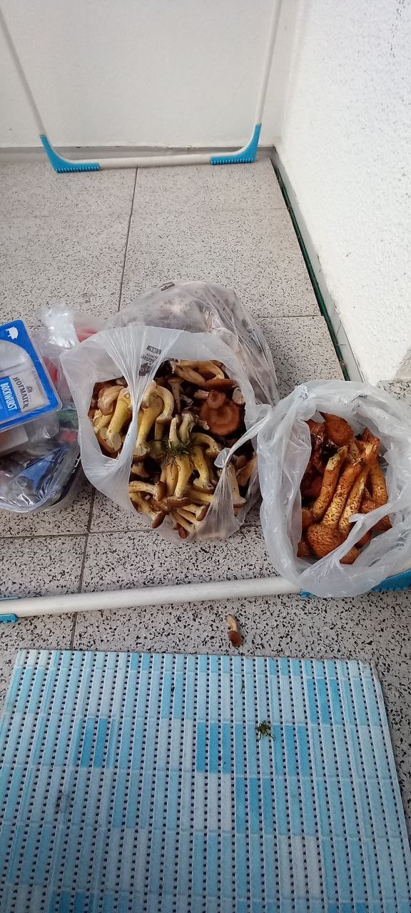 ЯП, что за опята?