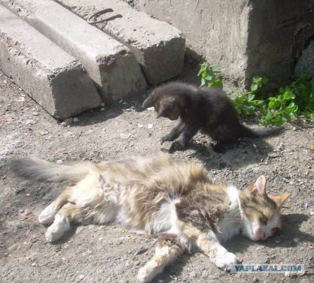 Спасение Котенка