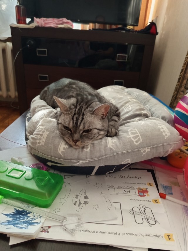Котовторник