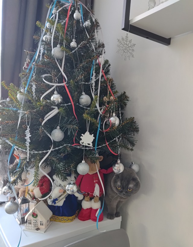Котофторник жеж