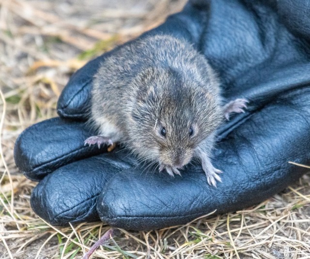 Мышь-полёвка: Не имеет никакого отношения к мышам. Кто же это тогда? Секреты нашего родного грызуна