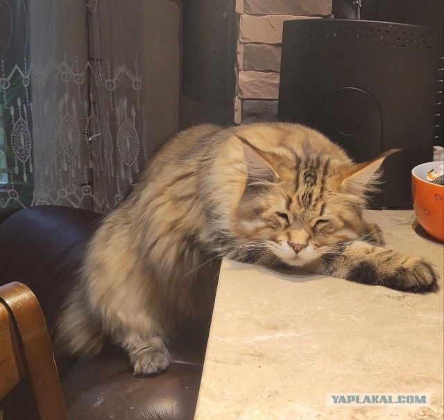 Котовторник же!