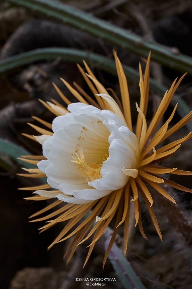Царица ночи - Селеницереус крупноцветковый (лат. Selenicereus grandiflorus)