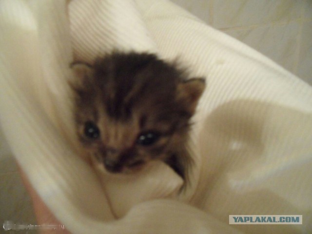 Котовторник 25.02.2014