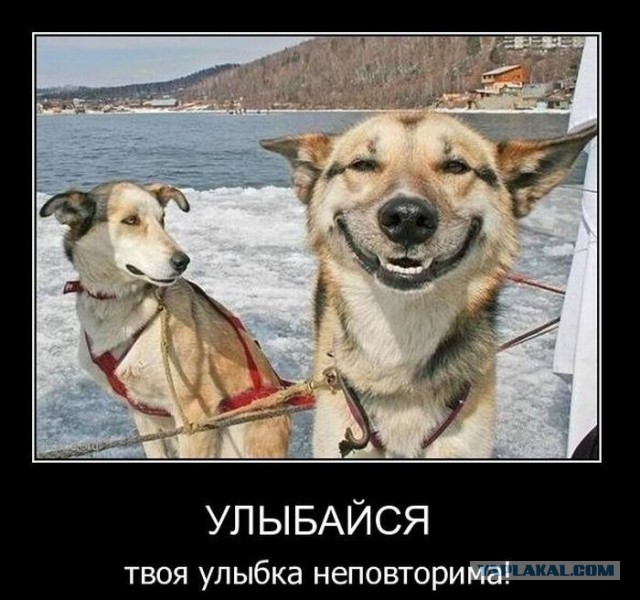 Демотиваторы.
