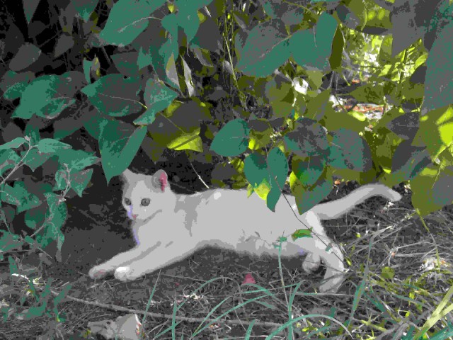 Котовторник 01.04.2014