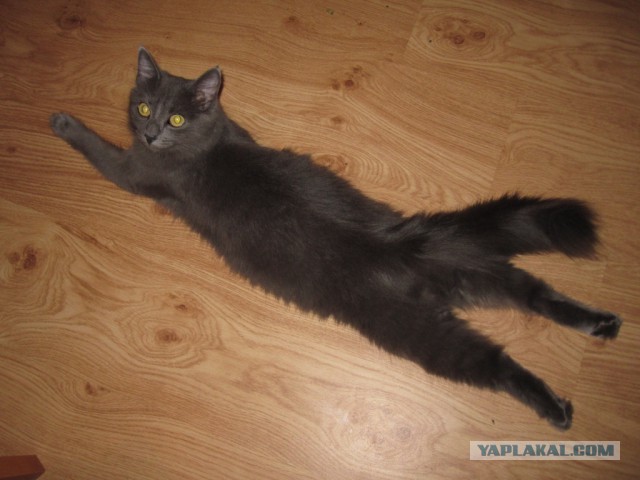 Котовторник 6.05.2014