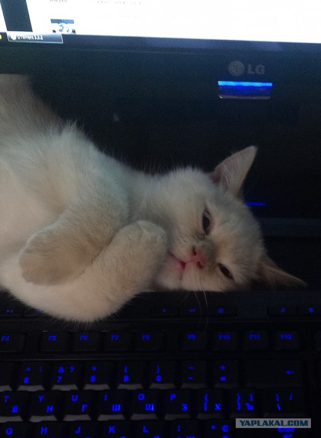 С Котовторником!