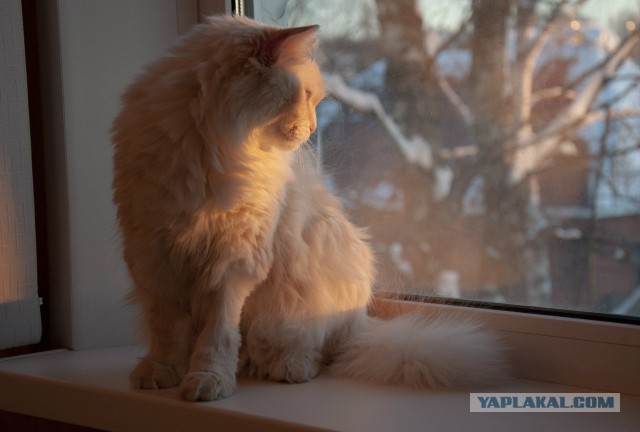 Котовторник 01.07.2014