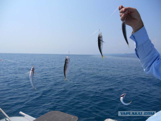 Рыбалка на Черном море, п.Новомихайловский