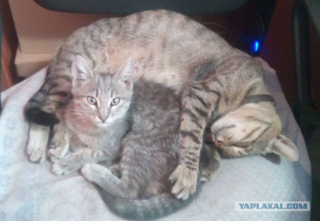 Котовторник 22.07.14