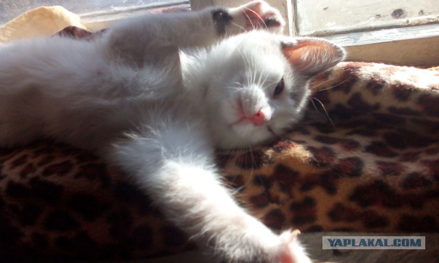 Котовторник 7.10.2014