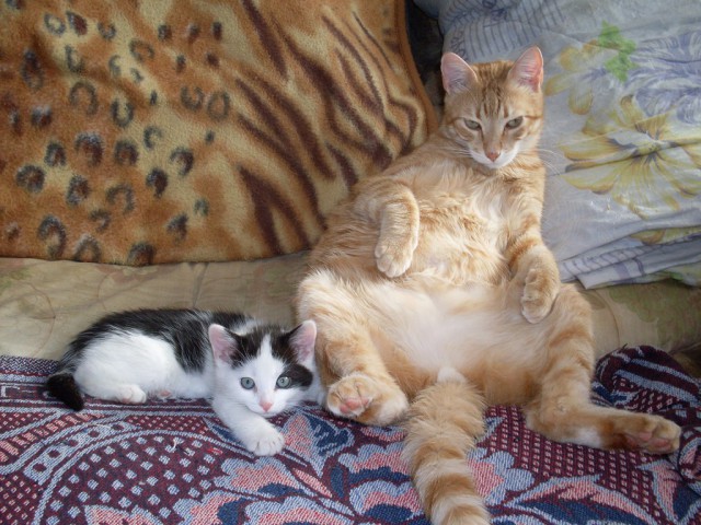 Котовторник 11.11.2014