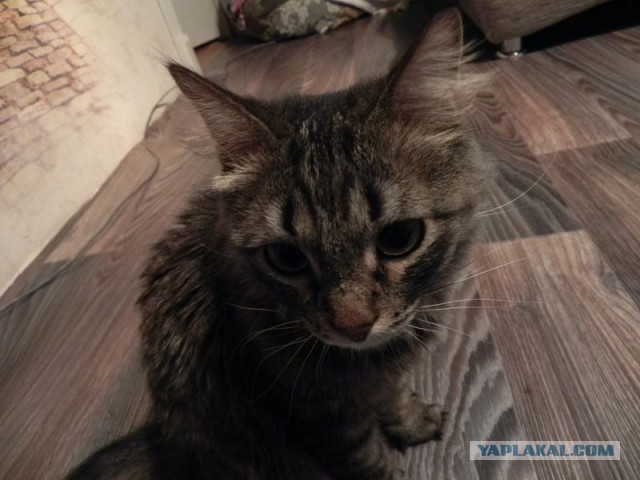 Котовторник