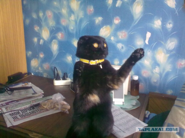 Как вырастить и ухаживать за кошкой