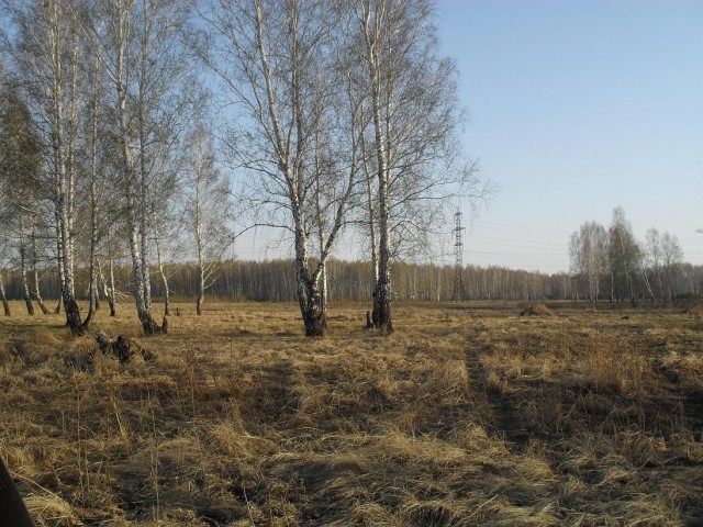 Сбор березового сока