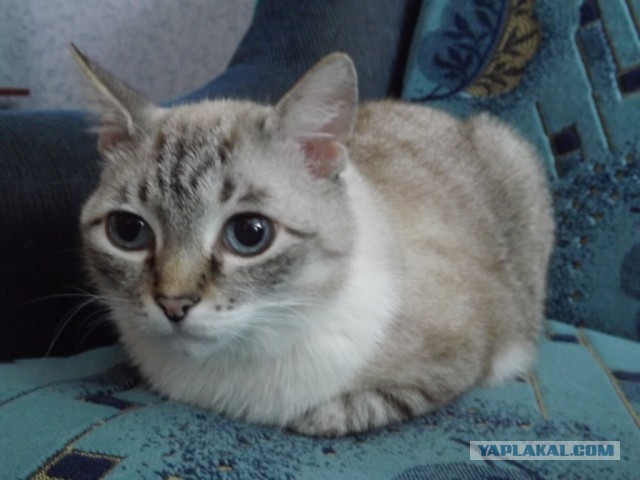 Котовоскресенье