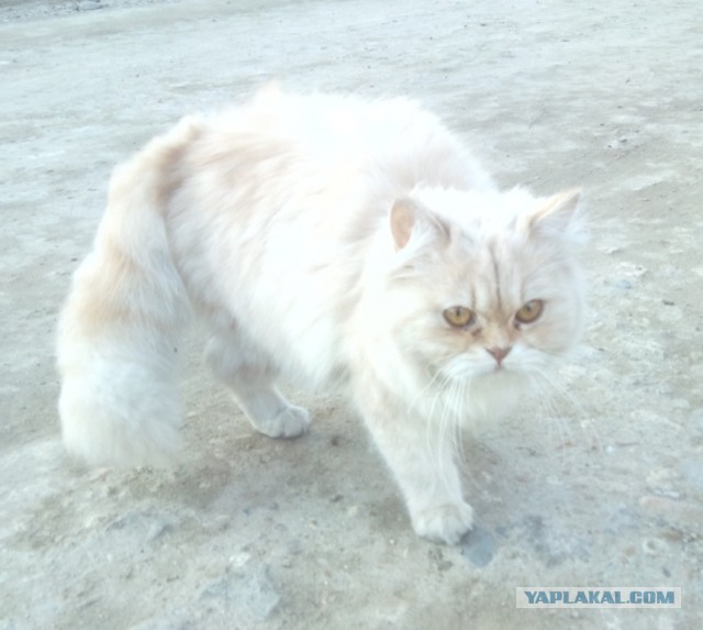 Котовторник