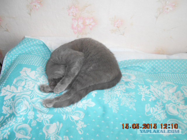 Приблудился кот.