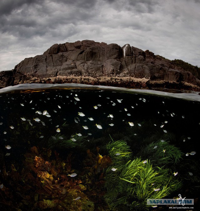 16 фотографий, снятых одновременно над и под водой