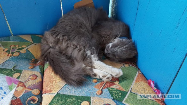 Котовторник 16.06.2015., Котовторник наступил!