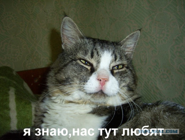 Котовторник 25.08.2015