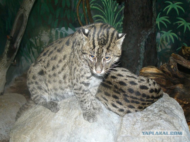 Дикий котовторник