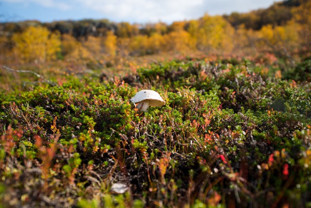 Поездка на Кольский полуостров.