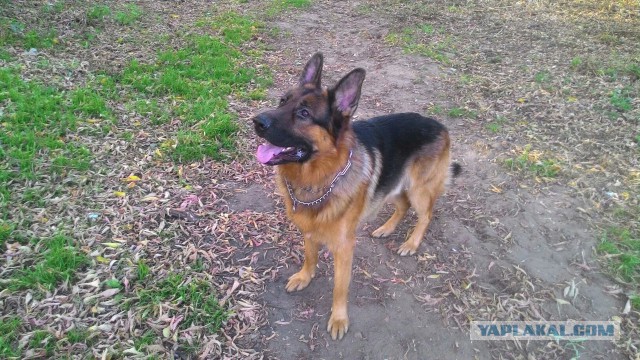 Попросил пса принести палочку