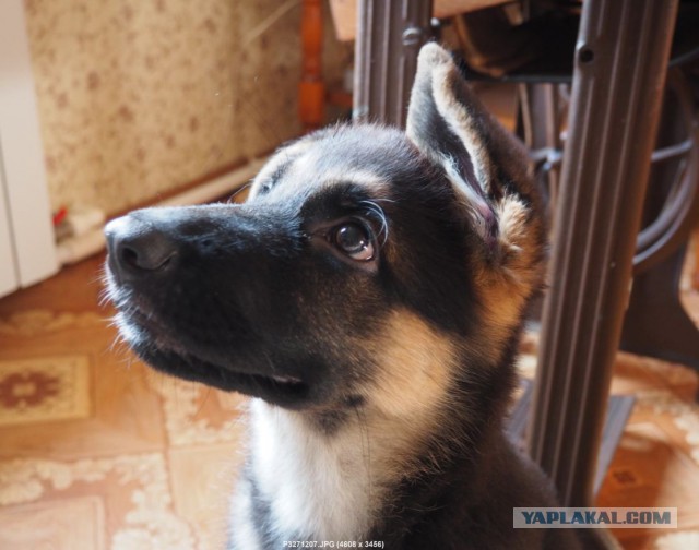 Вольер для немецкой овчарки.