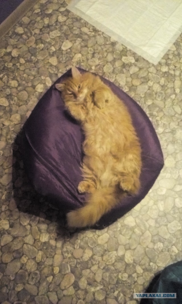 Пост невероятной кошачьей красоты. 25 фот.