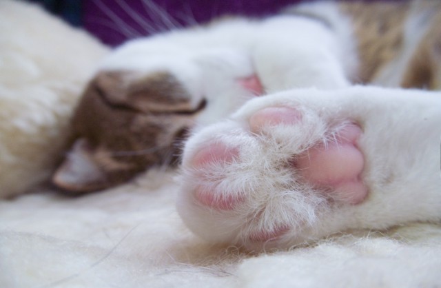 Котовторник