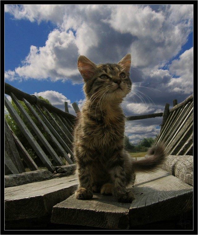 Коты, кошки, котята