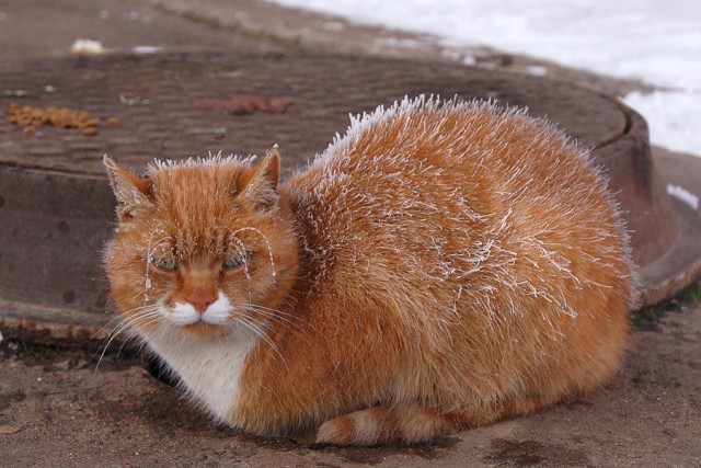 Котовторник 29.03.2016