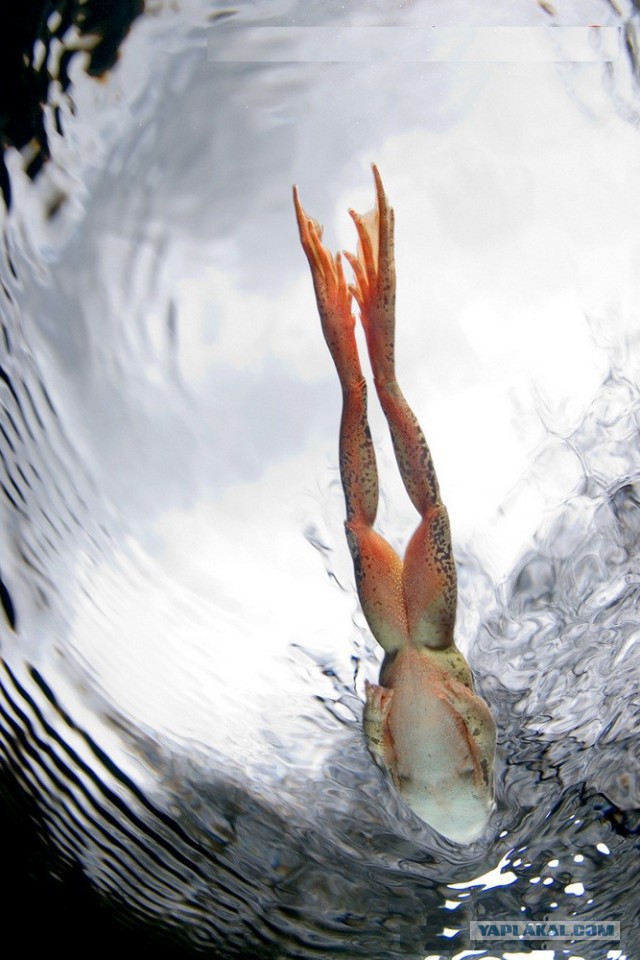 Всем нашим встречам,  увы, разлуки суждены...