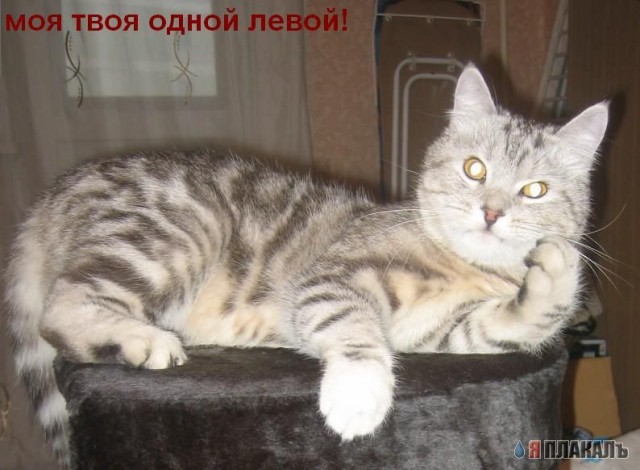 Котовторник!