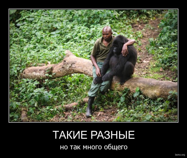 Картинки для поднятия настроения - 4