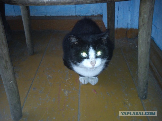 Котовторник  14.06.2016
