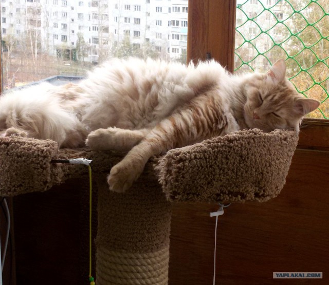 Домик для кота