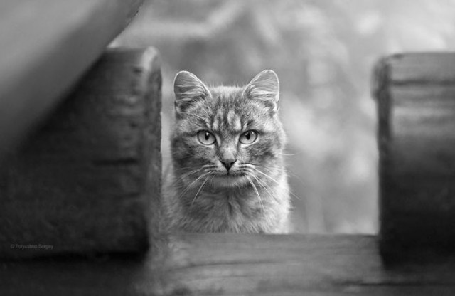 Коты из сети