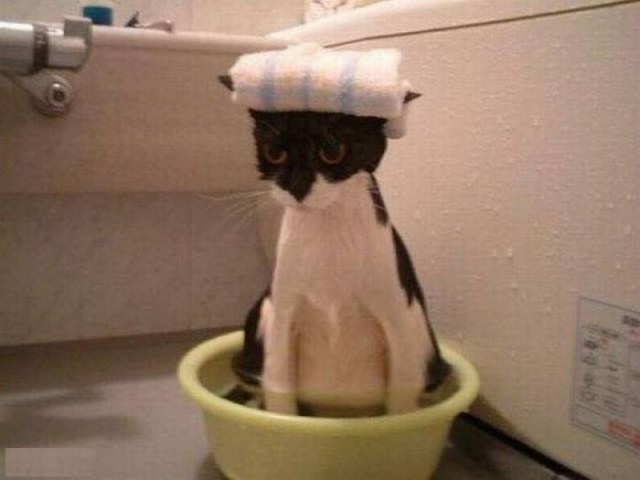Коты из сети