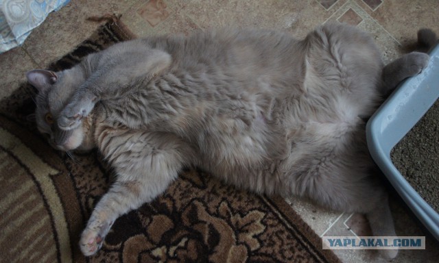 На выставку редких кошек привезли "американца" с завернутыми назад ушами