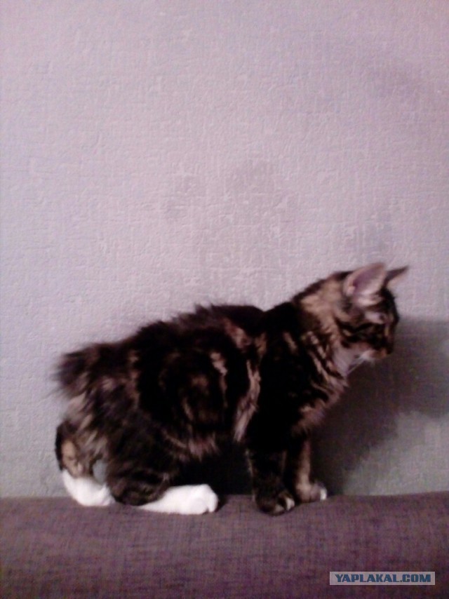 19 шикарных кошек, которые стоят целое состояние